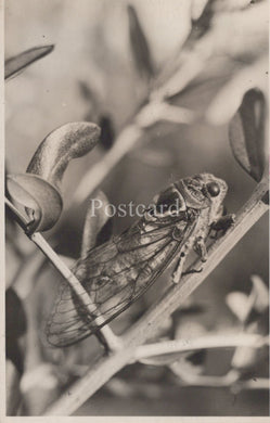 Black and white photo of a cicada on a branch  