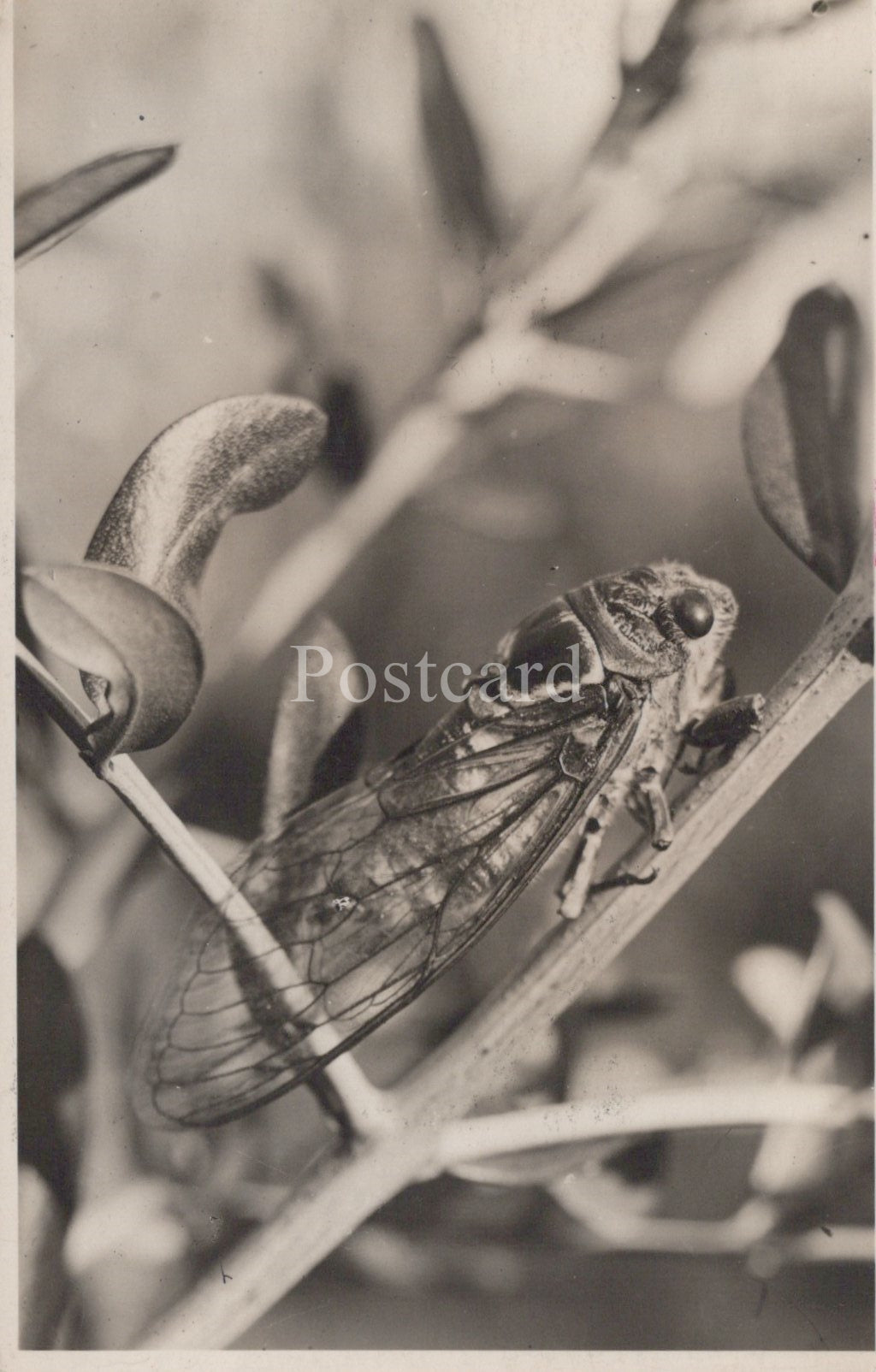 Black and white photo of a cicada on a branch  