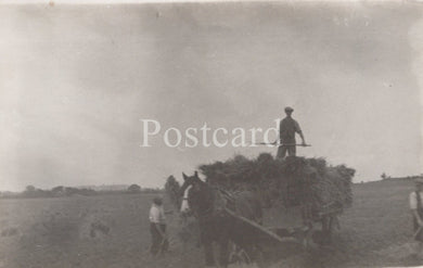 Vintage black and white photo of a horse-drawn cart with people in a field, labeled 'Postcard'.