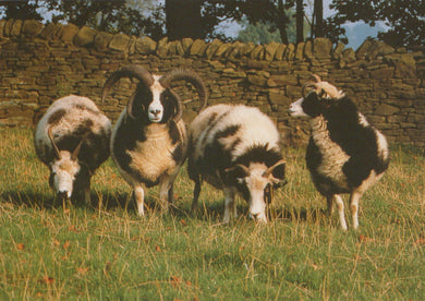 Four rams standing in a grassy field with a stone wall in the background