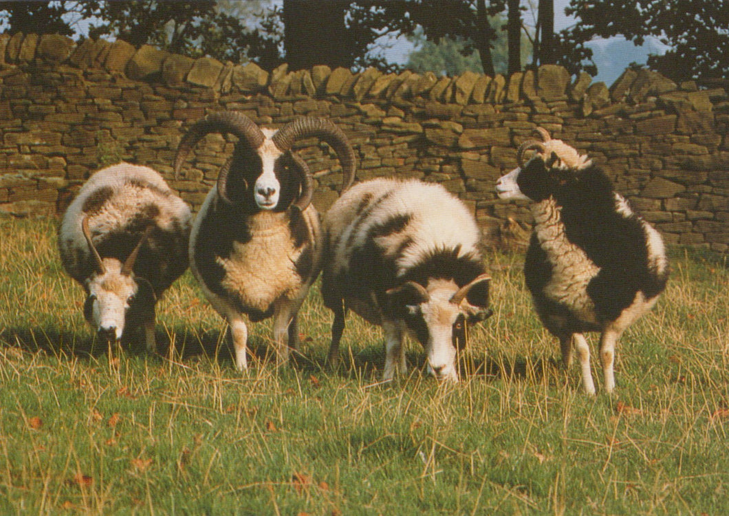 Four rams standing in a grassy field with a stone wall in the background