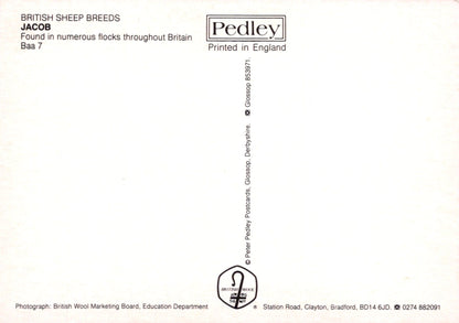 Brochure or leaflet about British sheep breeds, specifically Jacob, printed by Pedley in England.