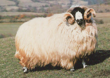 Load image into Gallery viewer, Sheep with long wool and large horns standing in a field
