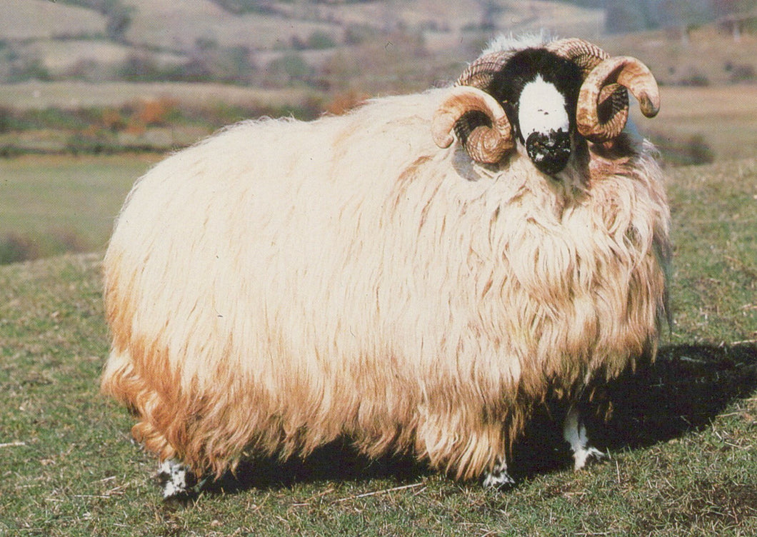 Sheep with long wool and large horns standing in a field