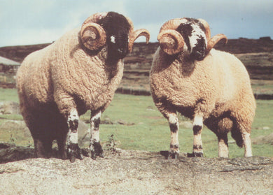 Two rams standing on a rocky outcrop with a grassy field and blue sky in the background.