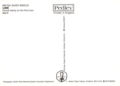 Back of a book or paper with 'Pedley' branding and text about British sheep breeds.