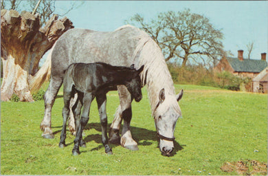 Animals Postcard - Horse and Foal Grazing   SW17638