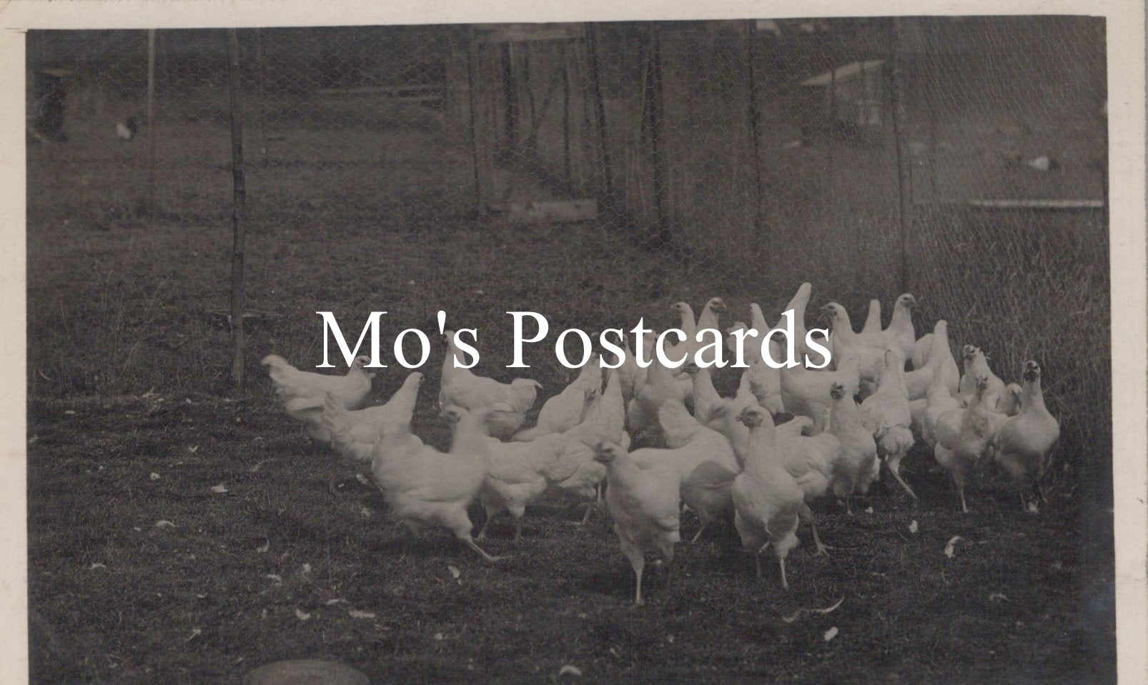 Animals Postcard - Birds, Large Group of Chickens  SW18668