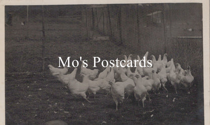 Animals Postcard - Birds, Large Group of Chickens  SW18668
