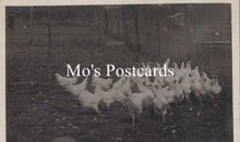 Load image into Gallery viewer, Animals Postcard - Birds, Large Group of Chickens  SW18668
