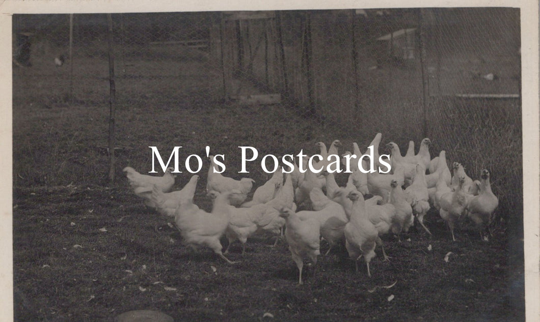 Animals Postcard - Birds, Large Group of Chickens  SW18668
