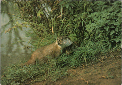 Animals Postcard - British Otter, Otter Trust, Earsham, Suffolk SW16866