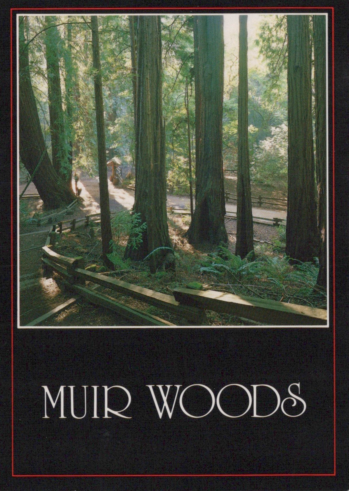 America Postcard - Redwoods, Muir Woods, Marin County SW19201