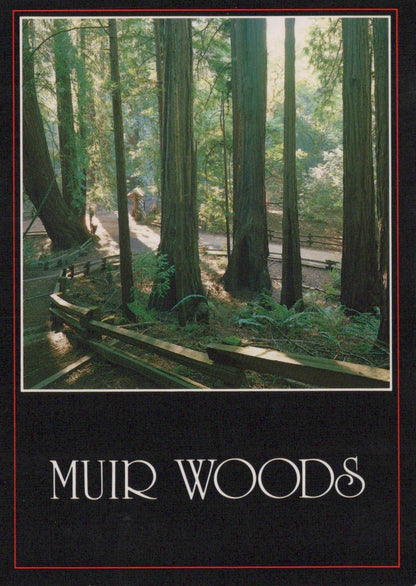 America Postcard - Redwoods, Muir Woods, Marin County SW19201