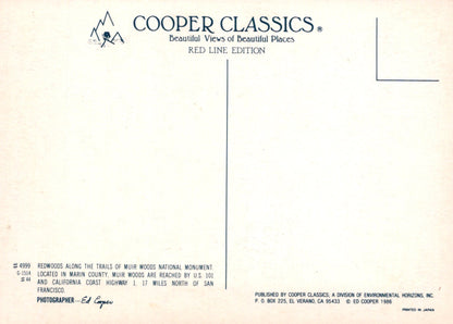 America Postcard - Redwoods, Muir Woods, Marin County SW19201