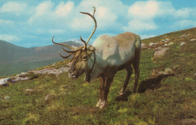Reindeer standing on a grassy hill with mountains in the background