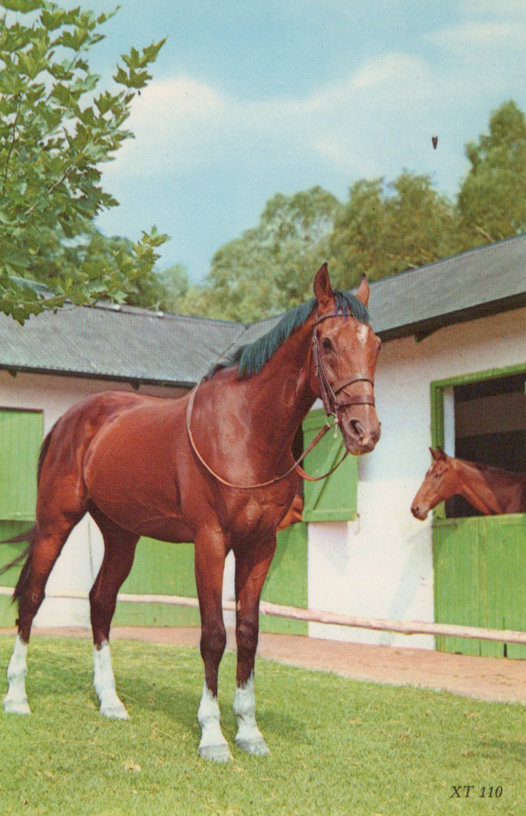 Brown horse standing in a stable yard with green trees and a building in the background