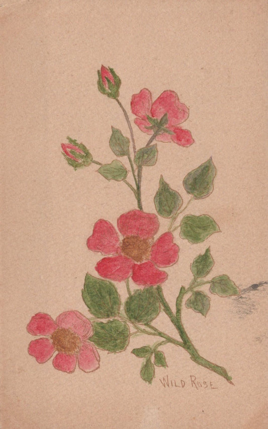 Handmade Postcard - Flowers, A Wild Rose   VT102