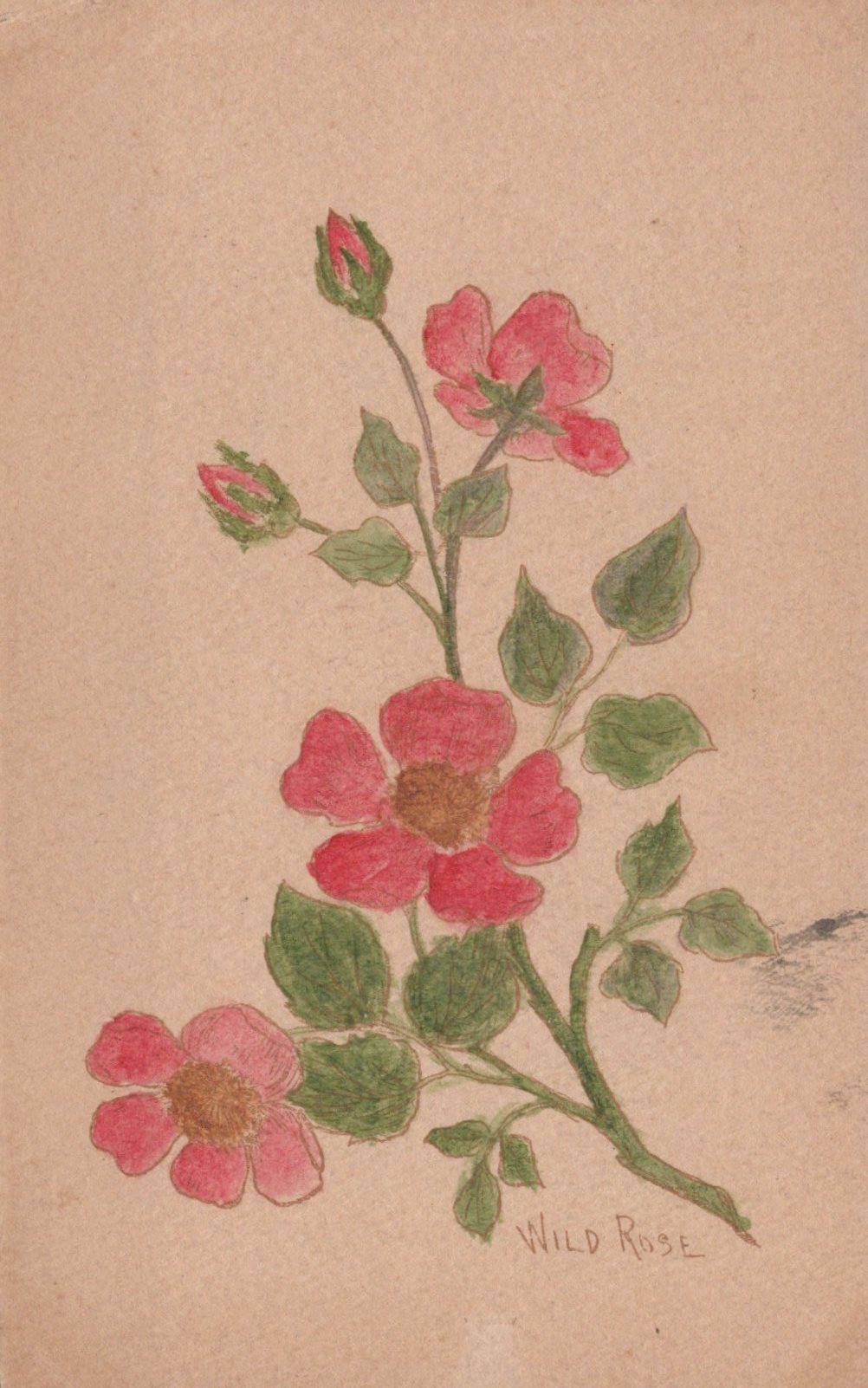 Handmade Postcard - Flowers, A Wild Rose   VT102