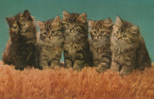 Load image into Gallery viewer, Five kittens sitting on grass with a teal background
