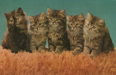 Five kittens sitting on grass with a teal background