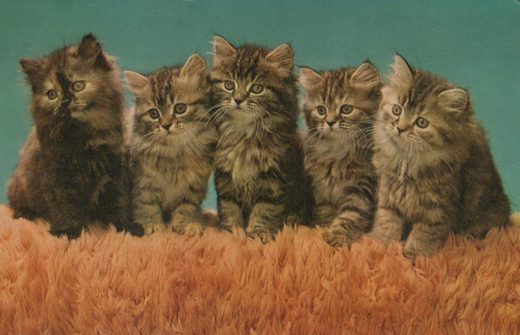 Five kittens sitting on grass with a teal background