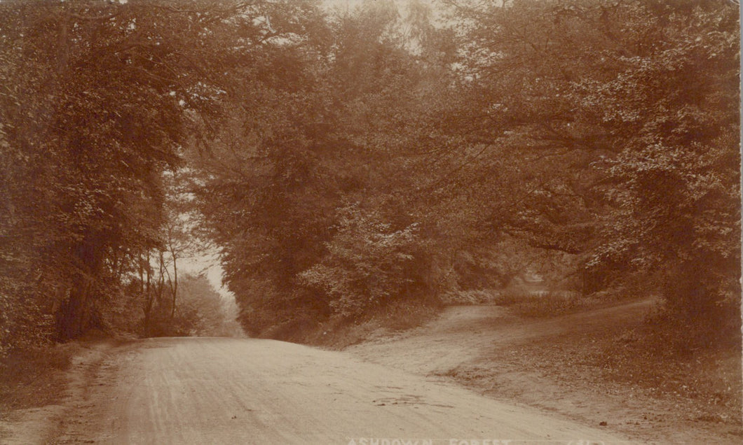 Winding dirt road through a forest with a sepia tone
