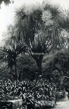 Load image into Gallery viewer, Cornwall Postcard - Isles of Scilly, Within The Abbey  SW18255
