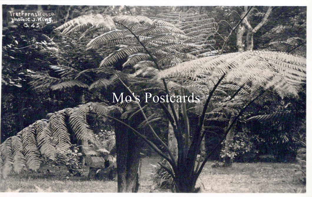 Cornwall Postcard - Isles of Scilly, Tree Ferns Fresco  SW18256
