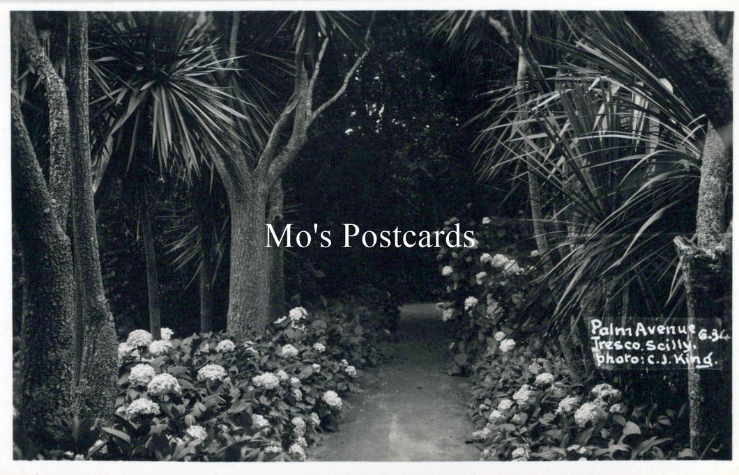 Cornwall Postcard - Isles of Scilly, Palm Avenue, Tresco   SW18257