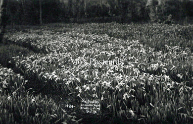 Cornwall Postcard - Isles of Scilly, Daffodils in an Orchard  SW18258