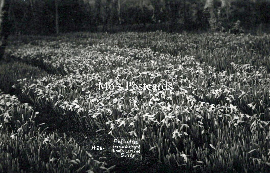 Cornwall Postcard - Isles of Scilly, Daffodils in an Orchard  SW18258