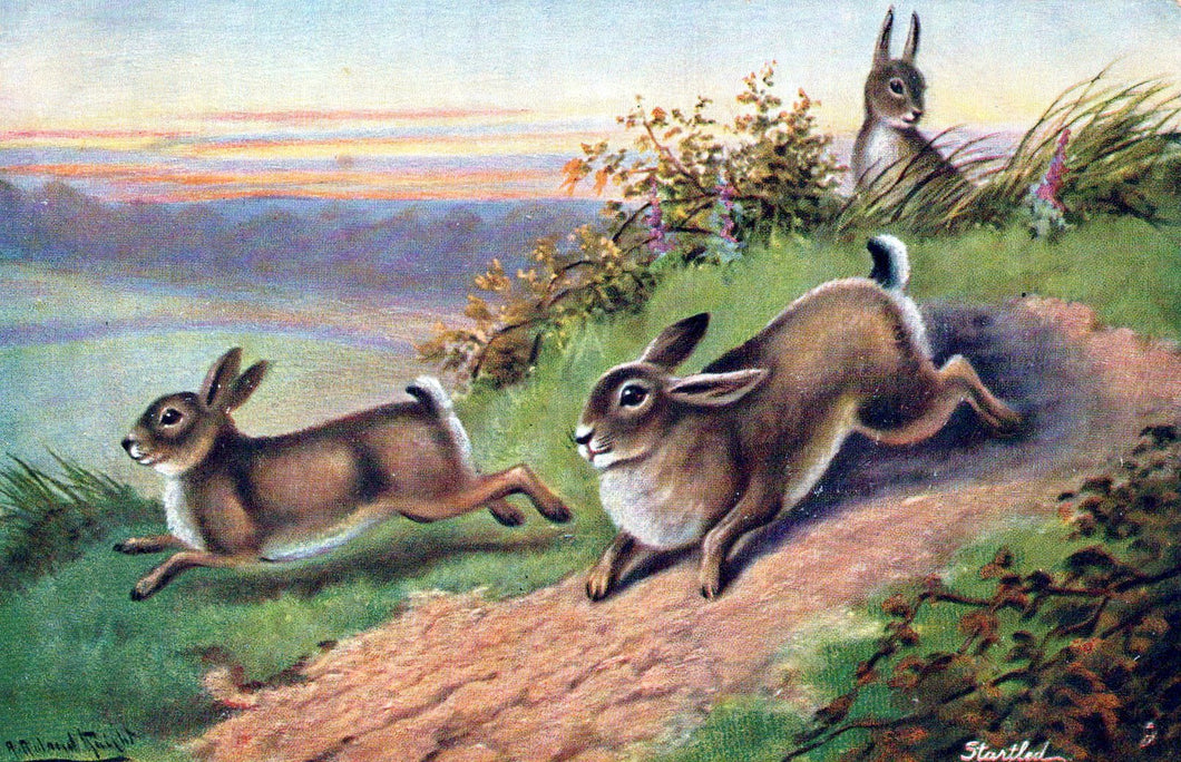 Animals Postcard - Artist View of Startled Hares or Rabbits  SW18283