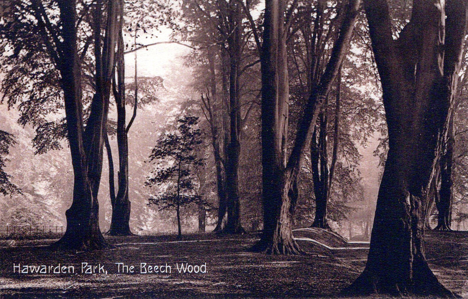 Wales Postcard - Hawarden Park, The Beech Wood  SW18435