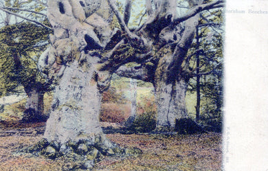 Buckinghamshire Postcard - Trees, Burnham Beeches SW18464