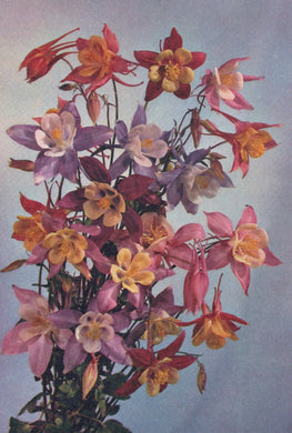 Bouquet of colorful flowers against a light blue background