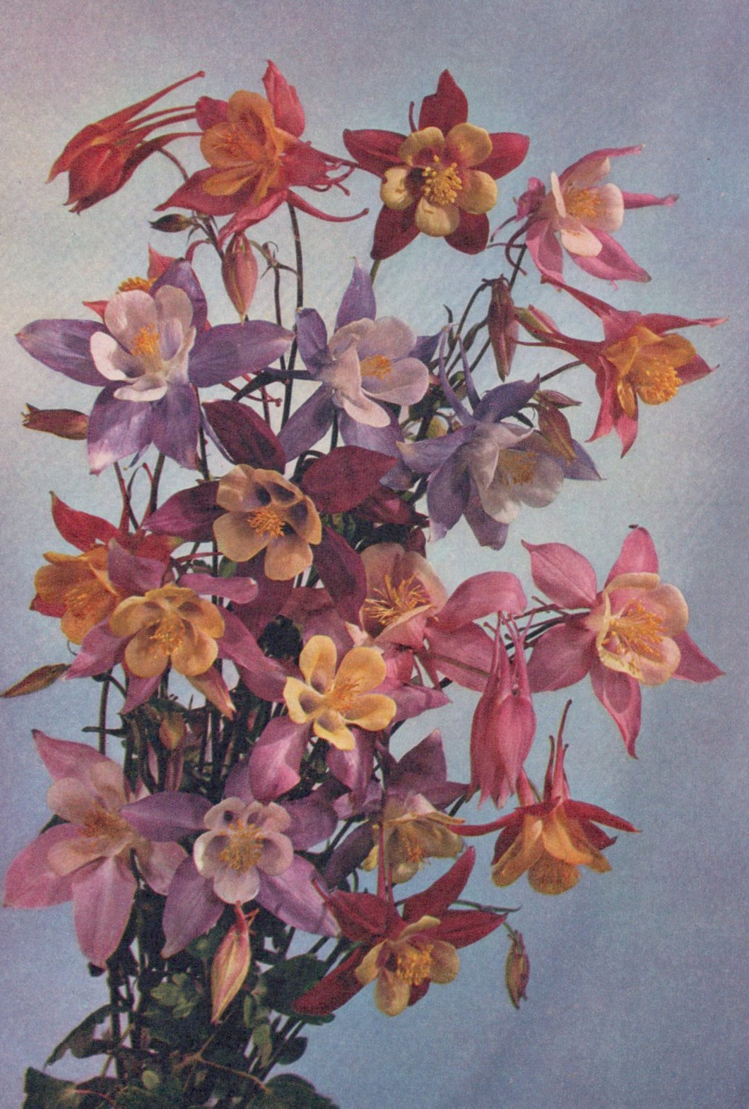 Bouquet of colorful flowers against a light blue background