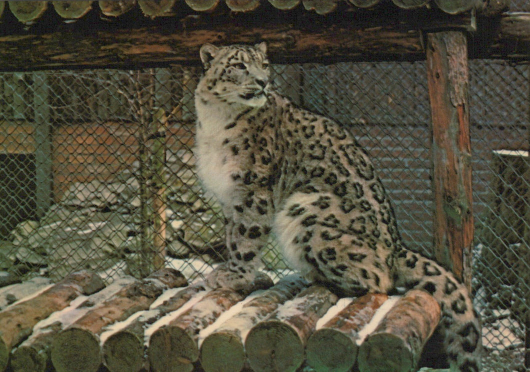 Snow leopard in a zoo enclosure with wooden logs and wire mesh.