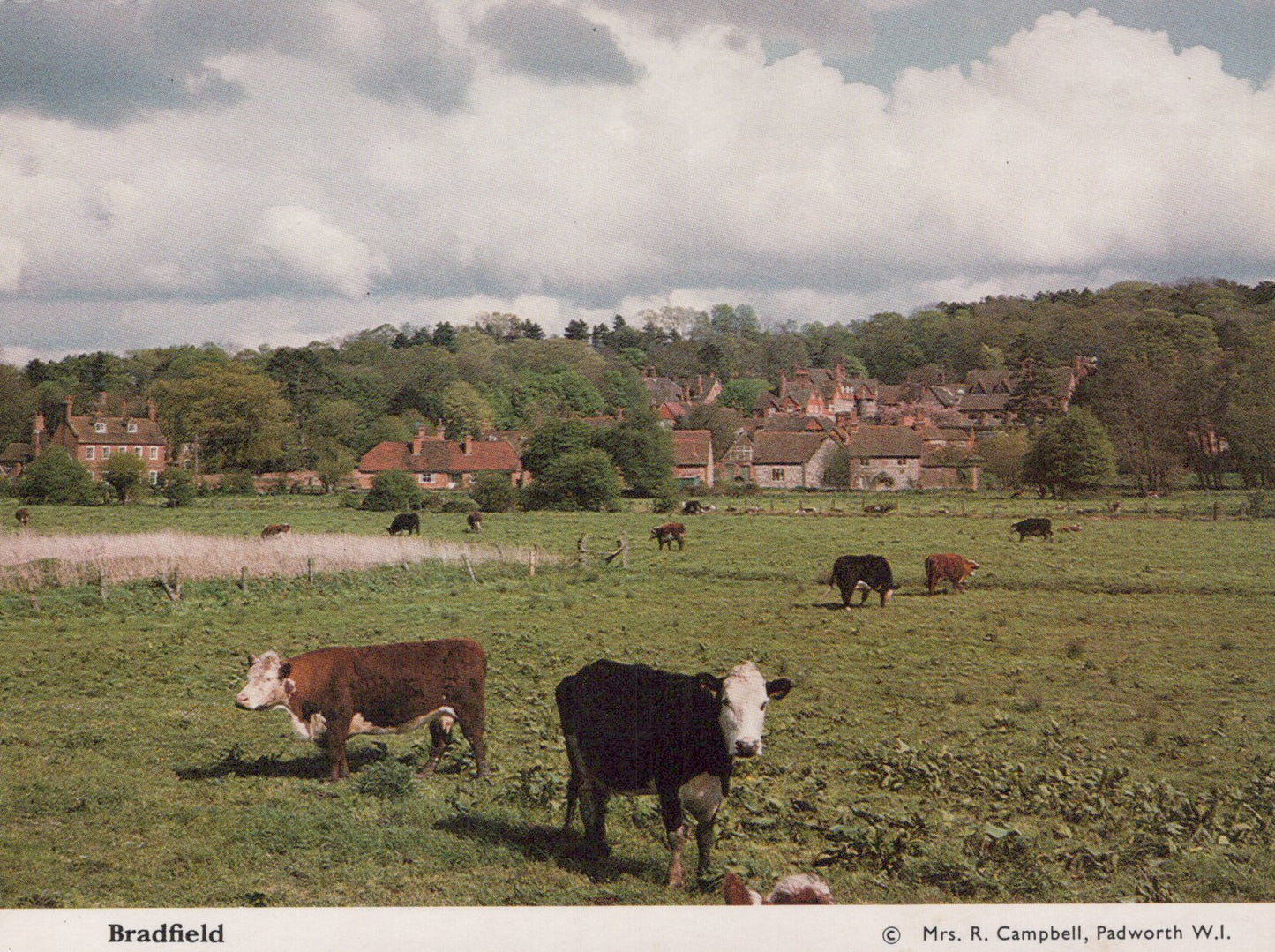 Cows grazing in a field with a village in the background