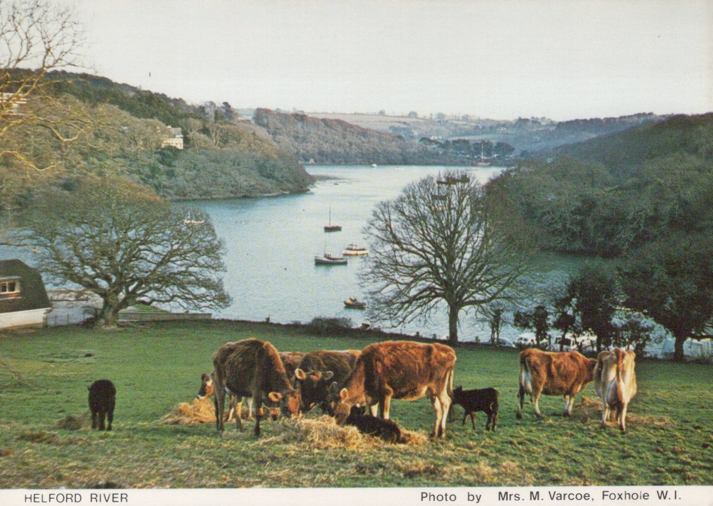 Cornwall Postcard - Cows in a Field, The Helford River  SW19632  