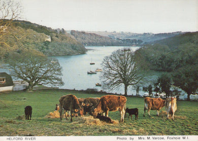 Cornwall Postcard - Cows in a Field, The Helford River  SW19632  
