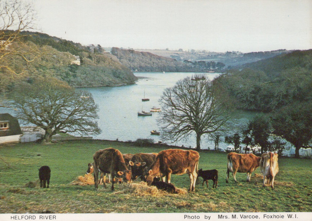 Cornwall Postcard - Cows in a Field, The Helford River  SW19632  