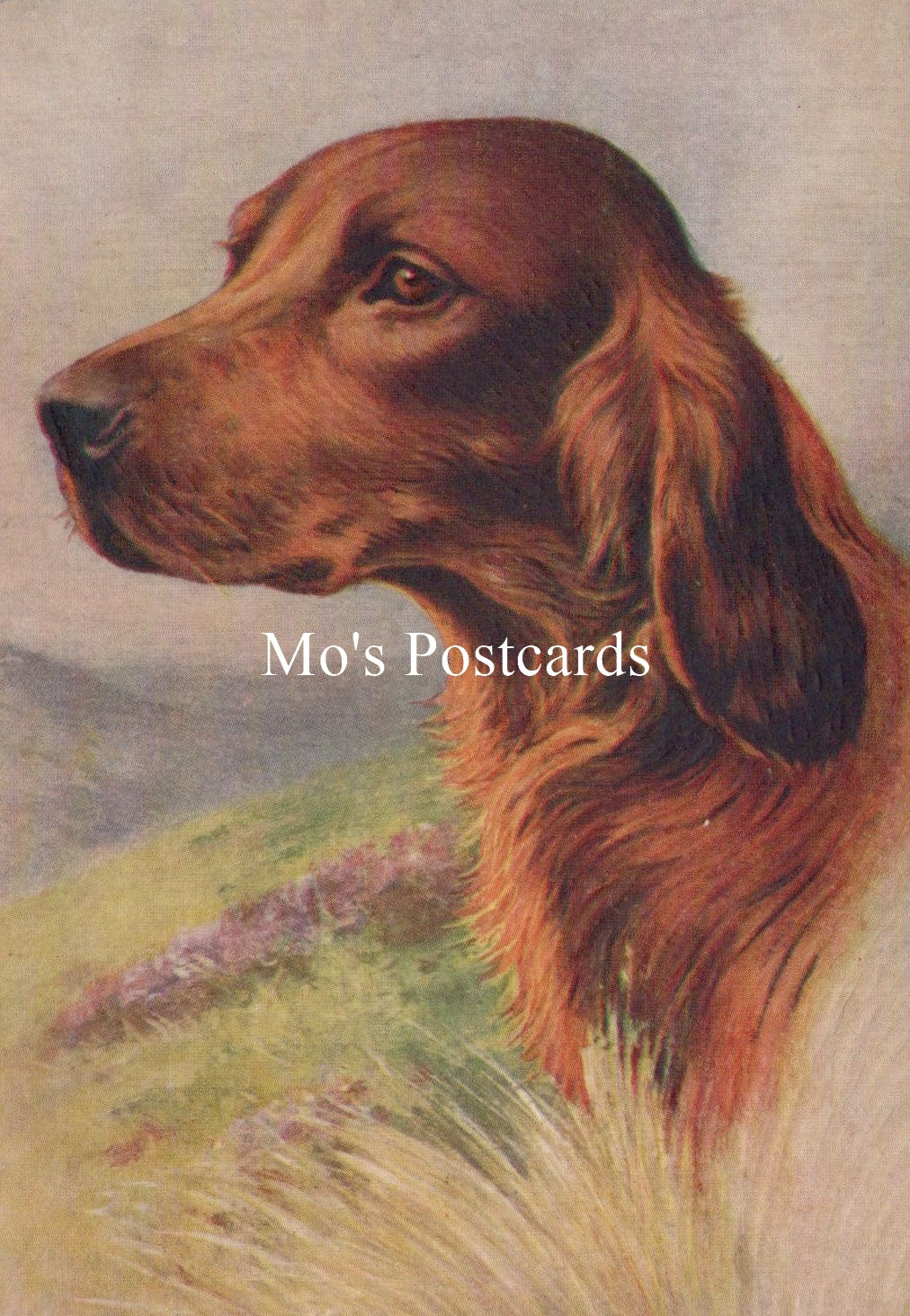 Animals Postcard - Dogs, The Irish Setter  SW18914