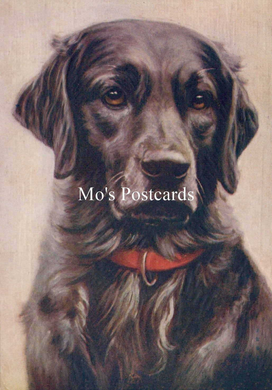 Animals Postcard - Dogs, The Labrador  SW18915