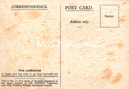 Animals Postcard - Dogs, The Labrador  SW18915
