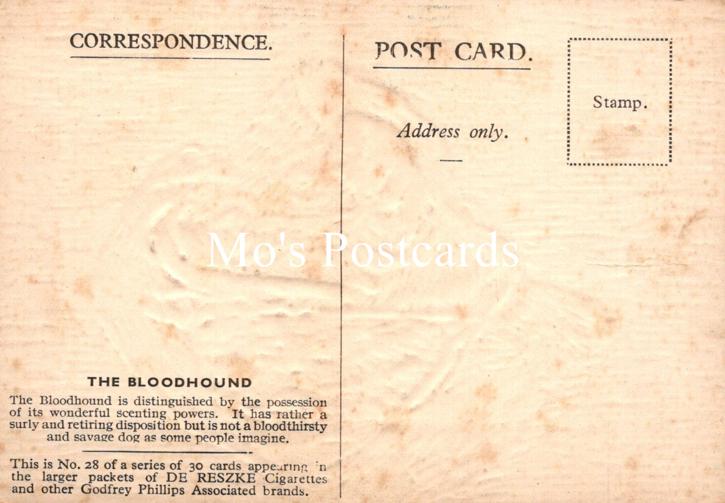 Animals Postcard - Dogs, The Bloodhound   SW18917