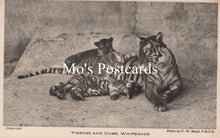 Load image into Gallery viewer, Animals Postcard - Tigress and Cubs, Whipsnade Park  SW18924
