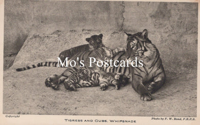 Animals Postcard - Tigress and Cubs, Whipsnade Park  SW18924