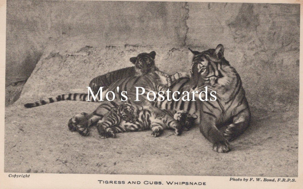 Animals Postcard - Tigress and Cubs, Whipsnade Park  SW18924