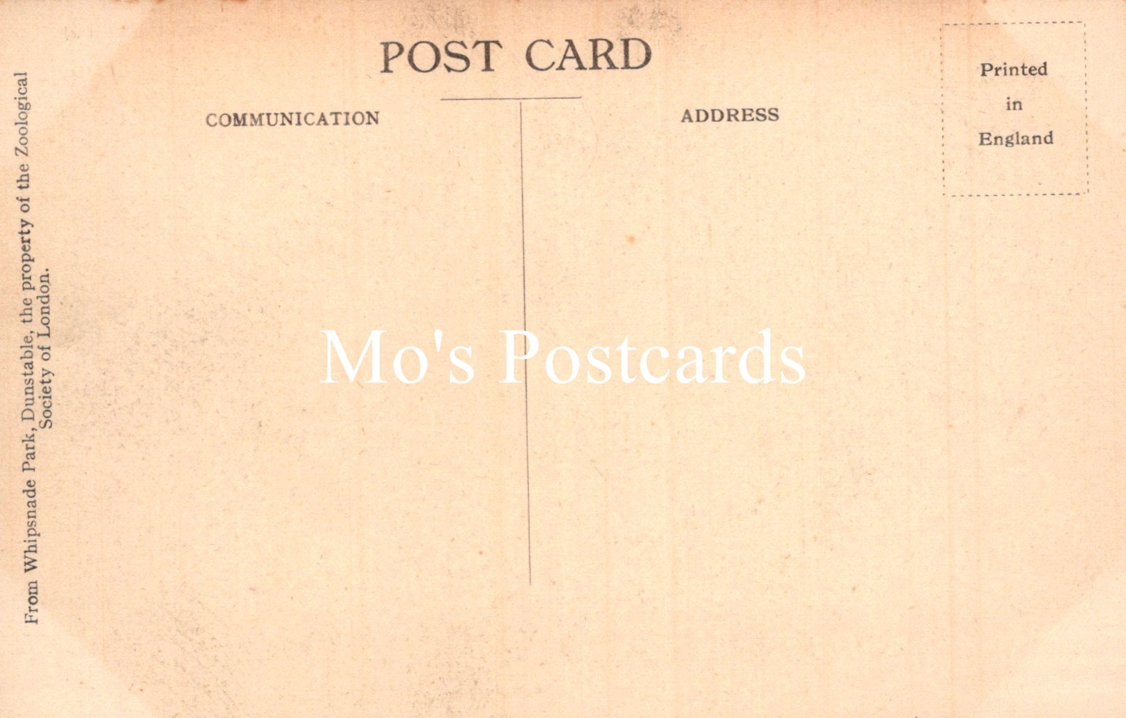 Animals Postcard - Tigress and Cubs, Whipsnade Park  SW18924